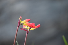 Phycella cyrtanthoides