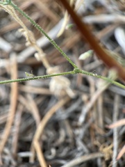 Eriogonum spergulinum