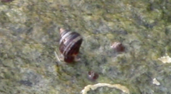 Littorininae