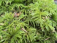Kindbergia oregana