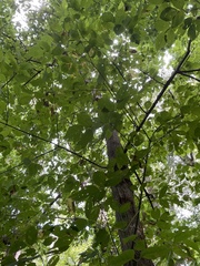 Acer negundo negundo