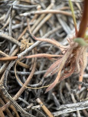 Eriogonum spergulinum