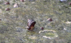 Littorininae
