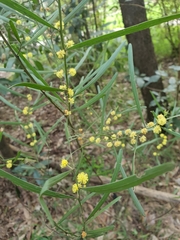 Acacia verniciflua