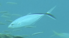 Caranx ruber