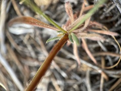 Eriogonum spergulinum