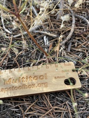 Eriogonum spergulinum