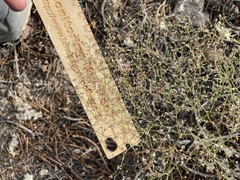 Eriogonum spergulinum