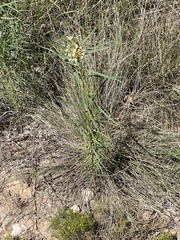 Asclepias subverticillata