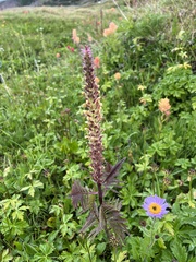 Pedicularis