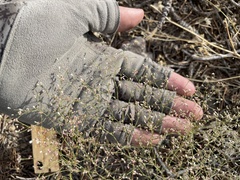 Eriogonum spergulinum