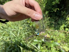 Anax guttatus