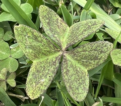 Oxalis latifolia