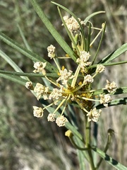 Asclepias subverticillata