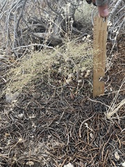 Eriogonum spergulinum