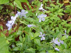 Phlox divaricata
