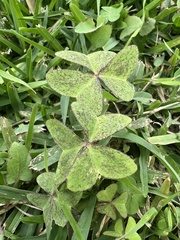 Oxalis latifolia