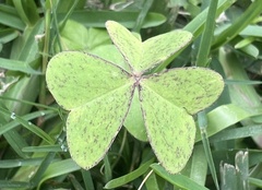 Oxalis latifolia