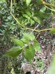 Solanum seaforthianum