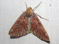 Caripeta suffusata