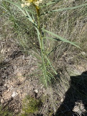 Asclepias subverticillata