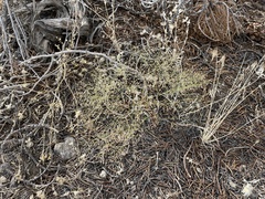 Eriogonum spergulinum