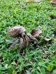 Coenobita brevimanus