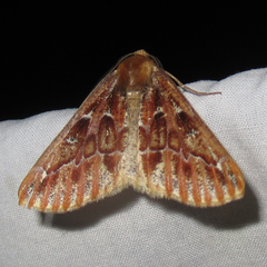 Caripeta suffusata