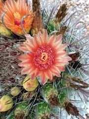 Ferocactus wislizeni