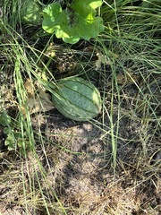Apodanthera undulata