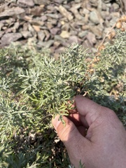 Artemisia michauxiana