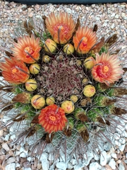 Ferocactus wislizeni