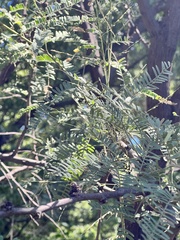Prosopis glandulosa