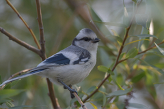 Cyanistes cyanus