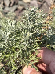 Artemisia michauxiana