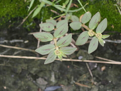 Euphorbia hirta