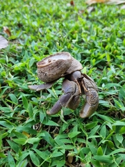 Coenobita brevimanus