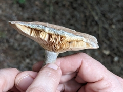 Lactarius chelidonium