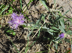 Centaurea stoebe