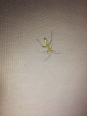 Trigonotylus caelestialium