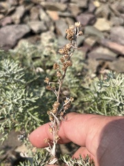 Artemisia michauxiana