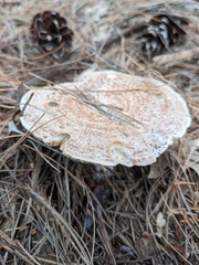 Lactarius chelidonium
