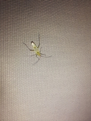 Trigonotylus caelestialium