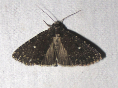 Condica albolabes