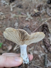 Lactarius chelidonium
