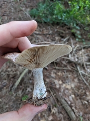 Lactarius chelidonium