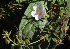 Geranium viscosissimum