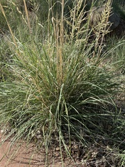 Leptochloa dubia