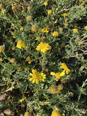 Glebionis coronaria