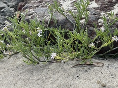 Cakile maritima